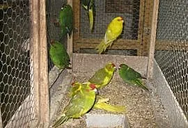 Papugi Modrolotki - Kozy, Luboń