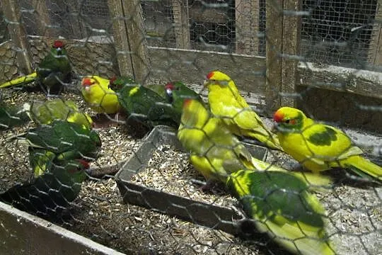 Papugi Modrolotki - Kozy, Luboń