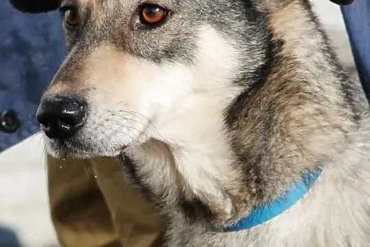 Baksik - młody, energiczny, bardzo przyjazny i wesoły pies, adopcja