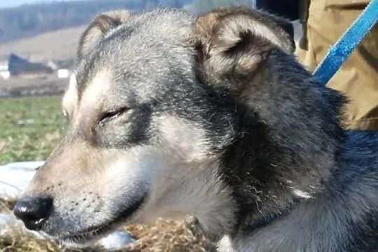 Baksik - młody, energiczny, bardzo przyjazny i wes