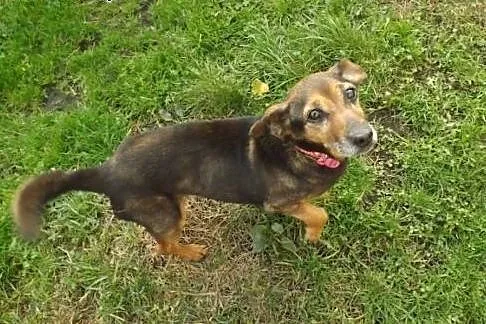 Szukasz miłego i spokojnego psiego przyjaciela? Adoptuj Żabkę,  śląskie Gliwice