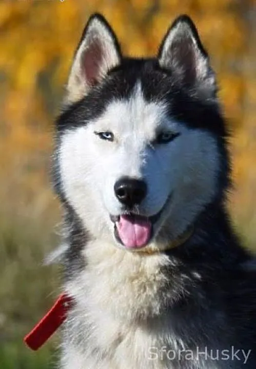 BREGO chłopak husky szuka domu, wielkopolskie Poz