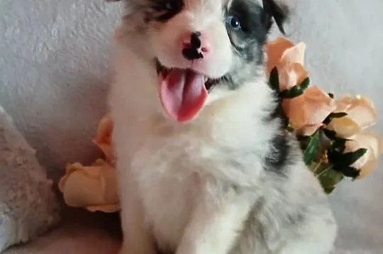 Border collie blue merle, Kujawsko-pomorskie, Toruń
