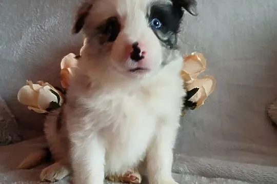 Border collie blue merle, Kujawsko-pomorskie, Toruń