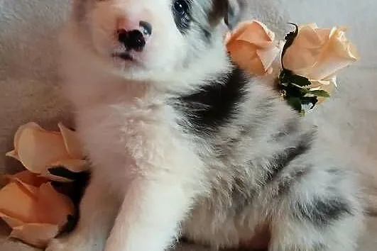 Border collie blue merle, Kujawsko-pomorskie, Toruń