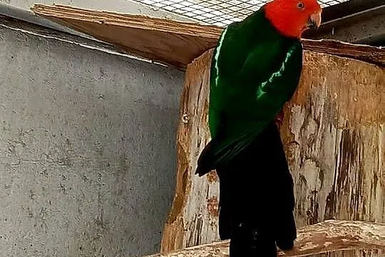 Szkarłatki królewskie para, Wielkopolskie, Pamiątkowo