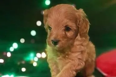 Cavapoo f1b