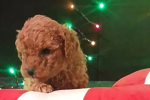 Cavapoo f1b, Lubelskie, Józefów nad Wisłą