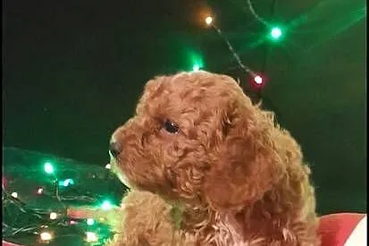 Cavapoo f1b, Lubelskie, Józefów nad Wisłą