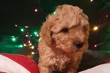 Cavapoo f1b, Lubelskie, Józefów nad Wisłą