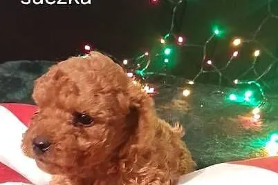 Cavapoo f1b, Lubelskie, Józefów nad Wisłą