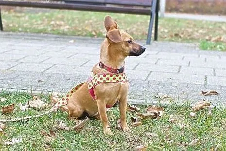 Młoda, przytulaśna sunia w typie jamnika,  mazowie