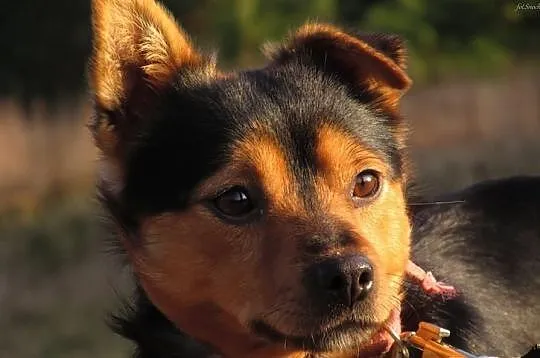 PYRTEK - przyjazny mikro piesek do adopcji. PILNE
