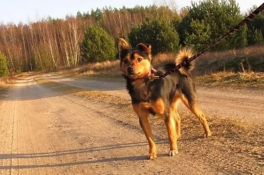 PYRTEK - przyjazny mikro piesek do adopcji. PILNE