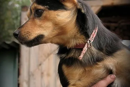 PYRTEK - przyjazny mikro piesek do adopcji. PILNE