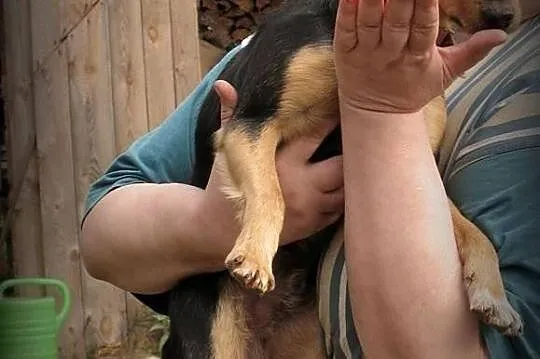 PYRTEK - przyjazny mikro piesek do adopcji. PILNE