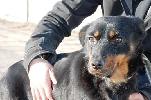 Zanka malutka suczka mix pinczer szuka domu,  mało