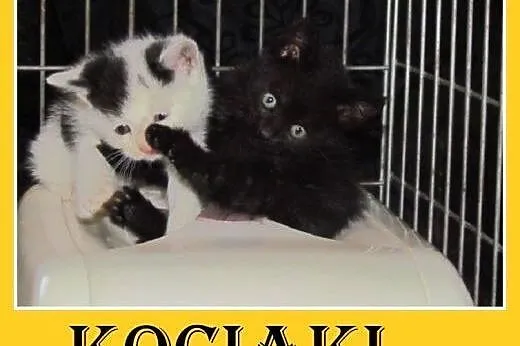 6tyg.kociaki z domu tymczasowego,kocurki,kociczki.ADOPCJA,  śląskie Gliwice