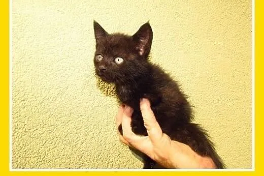 6tyg.kociaki z domu tymczasowego,kocurki,kociczki.