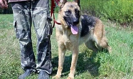 Freya piękna, młoda suczka w typie owczarka., wie