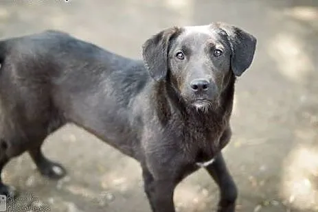 Wendy, 12 miesięczna, kochająca ludzi suczka do po