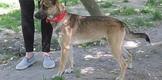 Roczny piękny i grzeczny Dyzio szuka domu , łódzk