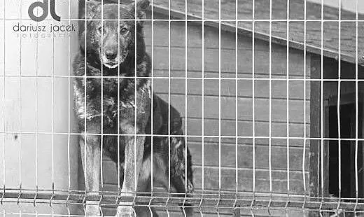 Lester - tak bardzo chciałby mieć znów swoją rodzi