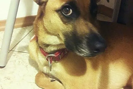 PIĘKNY BESTIA do adopcji!,  mazowieckie Warszawa