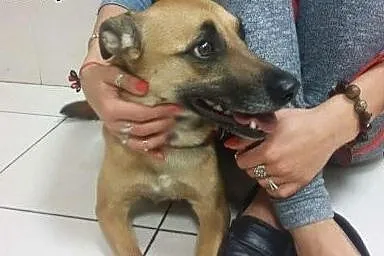 PIĘKNY BESTIA do adopcji!,  mazowieckie Warszawa