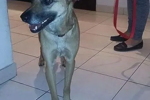 PIĘKNY BESTIA do adopcji!,  mazowieckie Warszawa