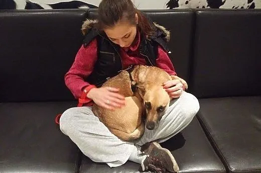PIĘKNY BESTIA do adopcji!,  mazowieckie Warszawa