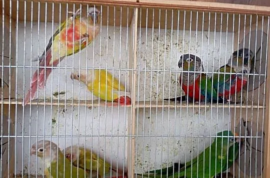 Rudosterki
