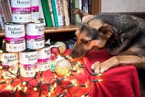 FILIP- śliczny, bystry pies, nie znudzi Cię!,  świ