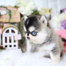 Śliczne, zdrowe, miniaturowe szczenięta pomeraniana dostępne od zaraz