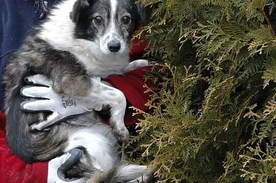 8 kg dziadeczek ŻUCZEK, pokochasz?