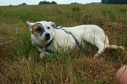 Tola-piękna bieluszka z łatą na oku-nieśmiała i ws