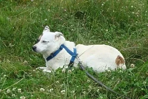 Tola-piękna bieluszka z łatą na oku-nieśmiała i ws