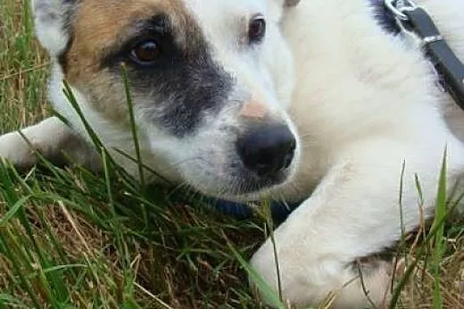 Tola-piękna bieluszka z łatą na oku-nieśmiała i ws