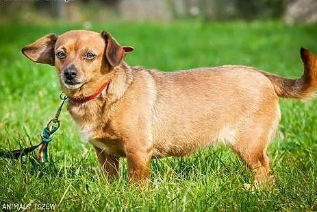 OTOZ Animals - Tonia - mała, kochana suczka czeka 