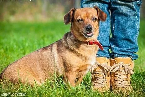 OTOZ Animals - Tonia - mała, kochana suczka czeka 