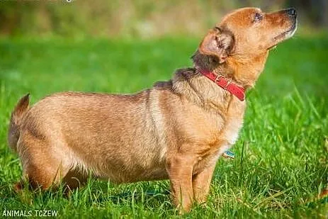 OTOZ Animals - Tonia - mała, kochana suczka czeka 