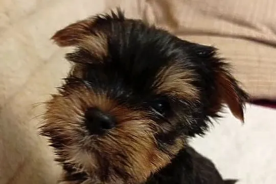 Yorkshire terrier szczenięta
