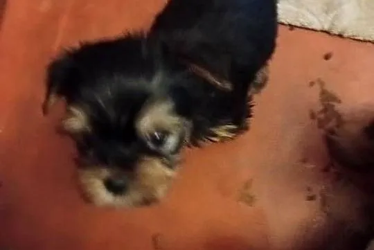 Yorkshire terrier szczenięta, Lubelskie, Krasnystaw