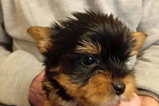 Yorkshire terrier szczenięta, Lubelskie, Krasnystaw