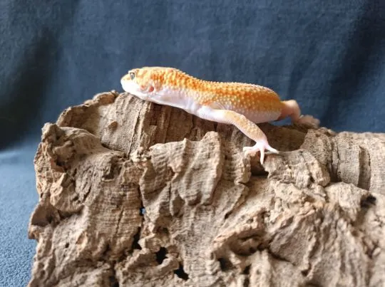 Gekon lamparci Id : [C0S] Więcej informacji w opisie