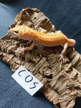 Gekon lamparci Id : [C0S] Więcej informacji w opisie, , Mława