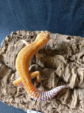 Gekon lamparci Id : [C0S] Więcej informacji w opisie, , Mława