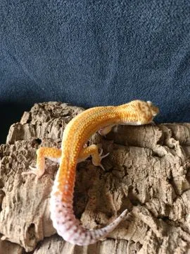 Gekon lamparci Id : [C0S] Więcej informacji w opisie, , Mława