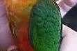 Papugi konura ognistobrzucha z DNA samce i samice , Dąbrowa Górnicza
