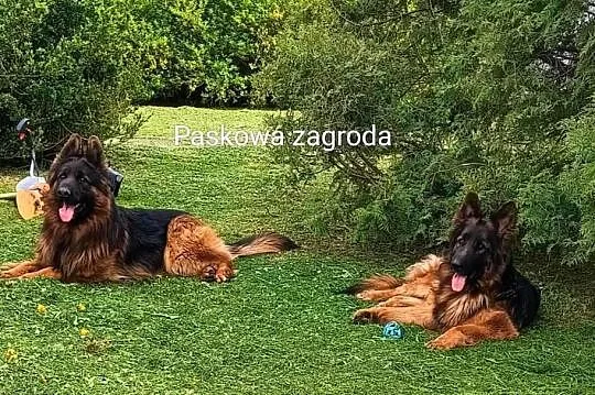 Owczarki niemieckie długowłose, Łódzkie, Radomsko